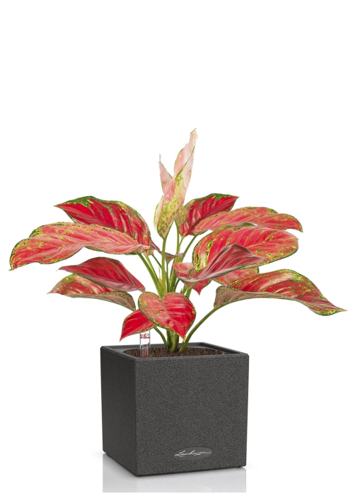 Аглаонема Корал Ред в CANTO STONE 14, графитовый черный