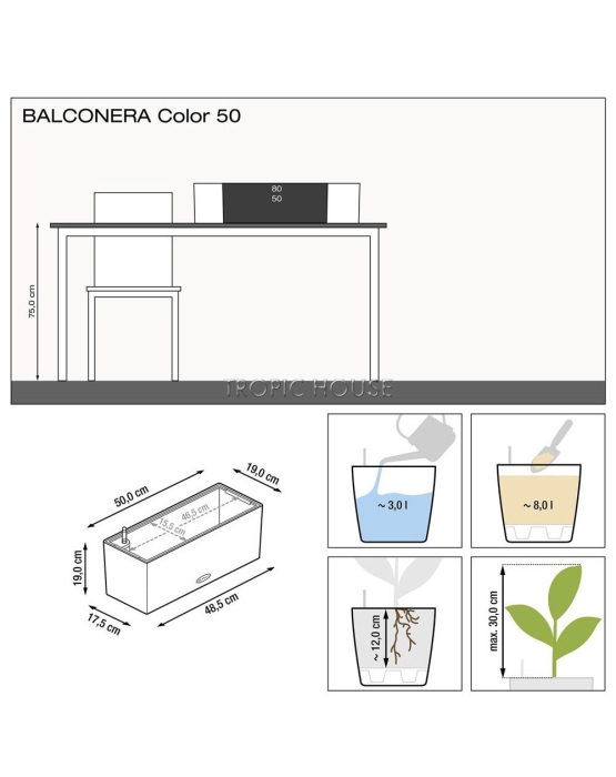 Хлорофитум Бонни в BALCONERA COLOR 50