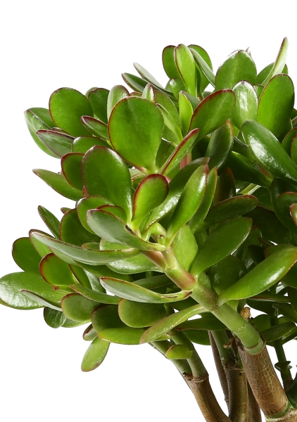 Крассула Овата 17/30 см