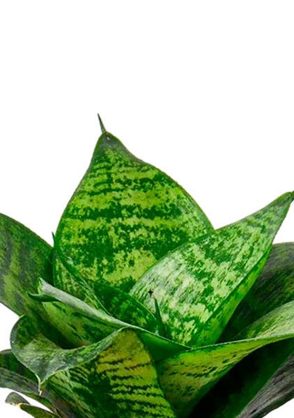 Сансевиерия Ханни 12/25 в CUBE COLOR 14