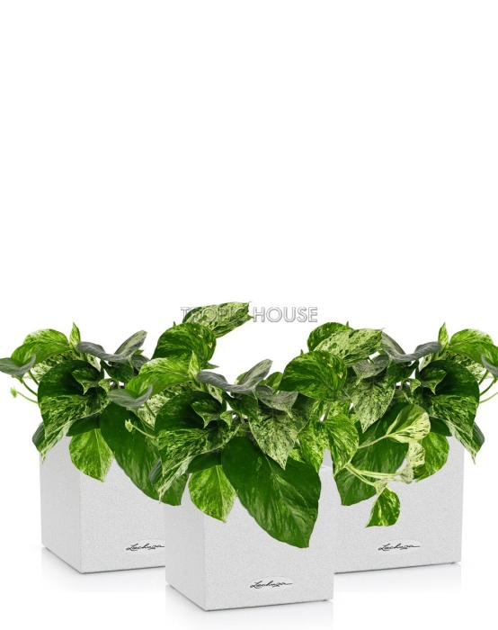 Набор сциндапсусов CANTO STONE 14/20 см Песочный белый