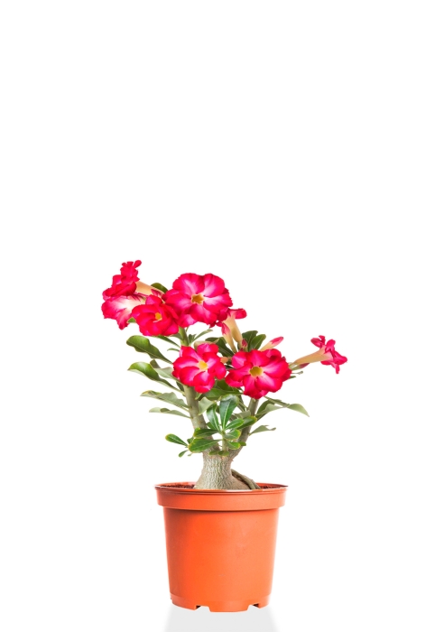 Адениум Пинк Стар 13/25 см (Голландия)