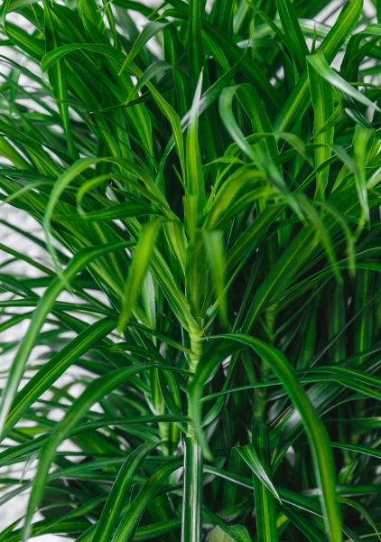 Драцена Анита бранч 21/80 см