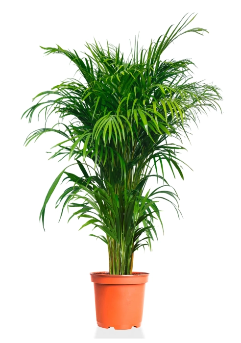 Хризалидокарпус Арека 35/220 см