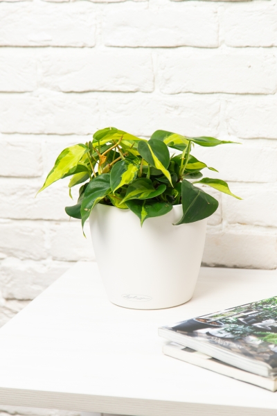 Филодендрон Бразил в CLASSICO COLOR 18 Филодендрон Бразил в CLASSICO COLOR 18