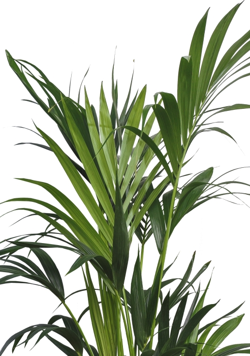 Ховея Кентия 27/190 см в CLASSICO COLOR 43