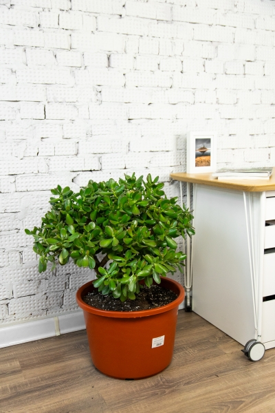 Крассула Овата 44/70 см