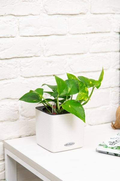 Сциндапсус Ауреум в CUBE COLOR 14