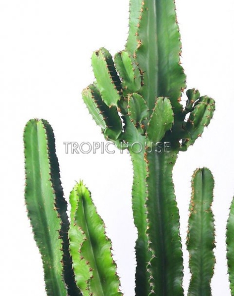 Кактус Эуфорбия Ингенс в RONDO 40