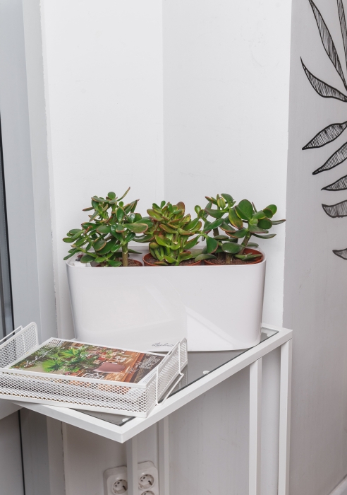 Крассула Микс в DELTA 20