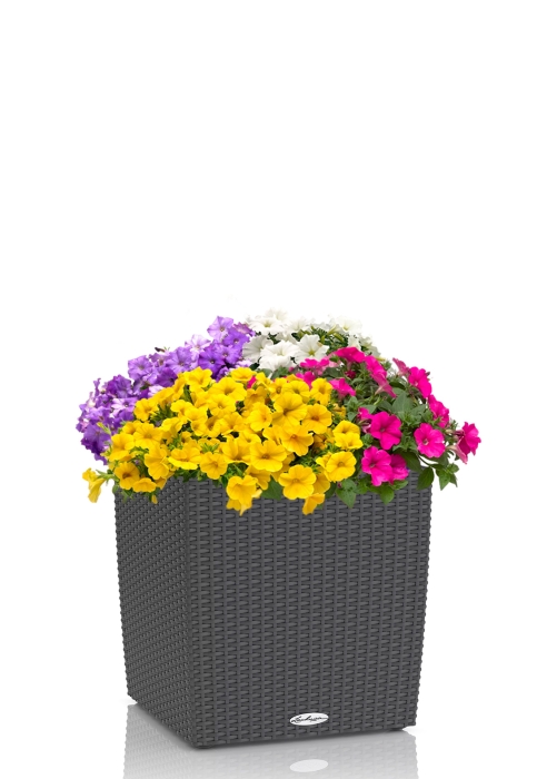 Петуния Цветной Микс в CUBE Cottage 50