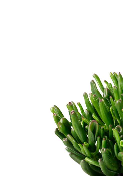 Набор Крассул в CUBE COLOR 14