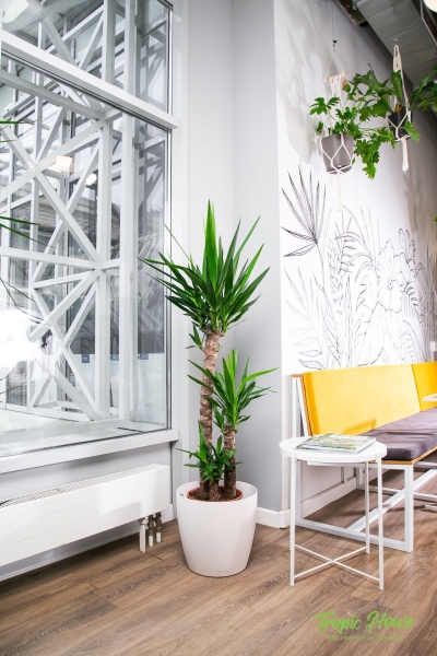 Юкка 3 ствола в CLASSICO COLOR 35