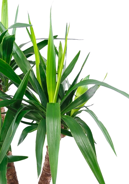 Юкка разветвленная 2 ствола 21/80 см