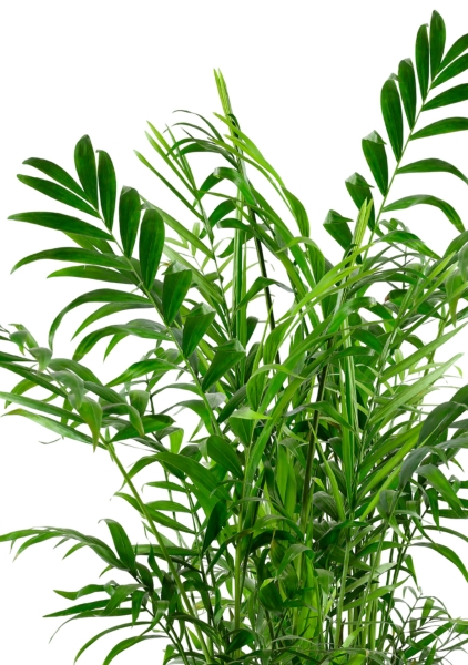 Хамедорея Элеганс 17/60 см в LAMELA Juka 19x19