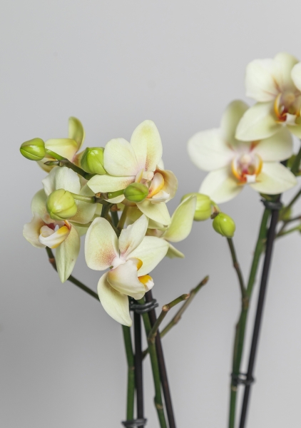 Орхидея Фаленопсис 2 ствола желтая 12/60 см