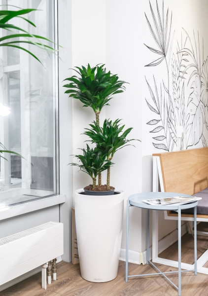 Драцена Компакта в RONDO 32