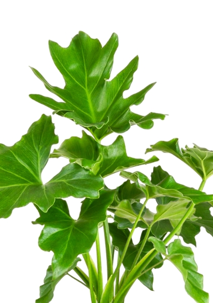 Филодендрон Шангри Ла 14/35 см Филодендрон Шангри Ла 14/35 см