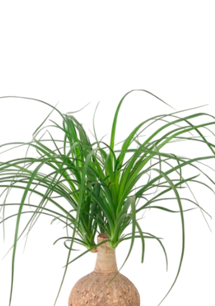 Нолина Спутник 15/30 см в CLASSICO 18