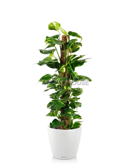 Сциндапсус на опоре в CLASSICO 35 белый