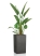 Стрелиция Николай 30/200 в CANTO STONE HIGH 40