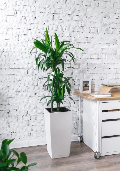 Драцена Джанет Крейг 3 ствола в CUBICO COLOR 30