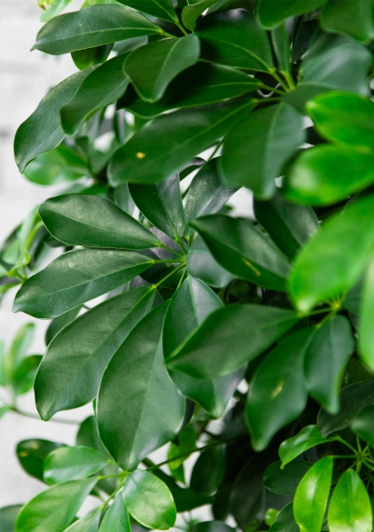 Шеффлера Компакта бранч 40/140 см в CLASSICO COLOR 43