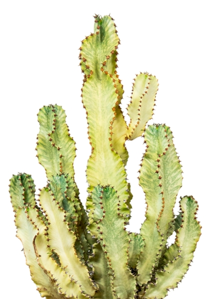 Эуфорбия Ингенс 30/100 см