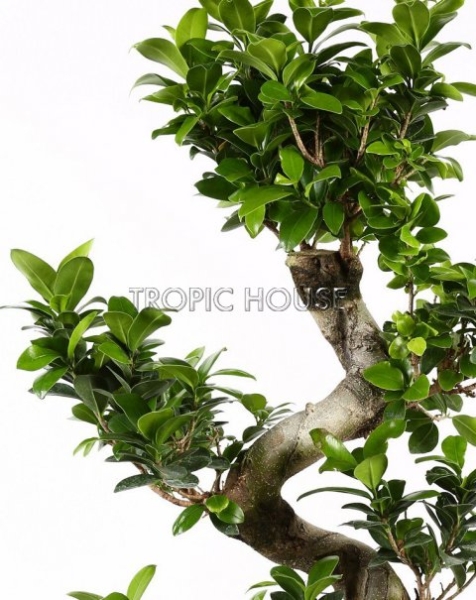 Фикус бонсай в CLASSICO 43 Фикус бонсай в CLASSICO 43