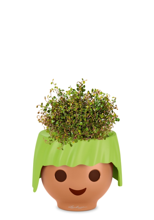 Мюленбекия 12/20 см в OJO, зеленый