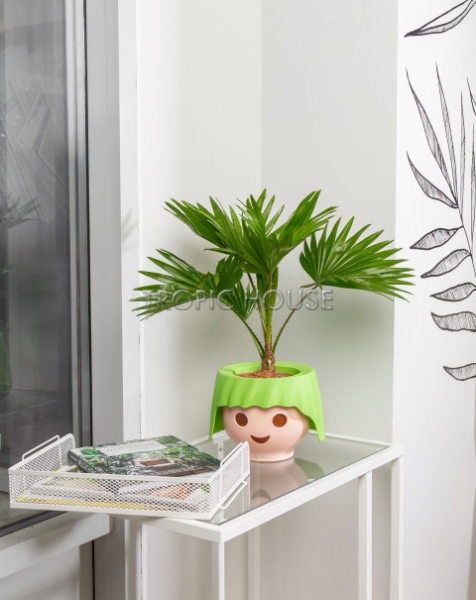 Ливистона OJO 40 см