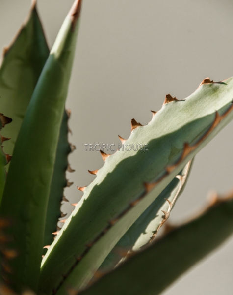 Агава в CLASSICO COLOR 21