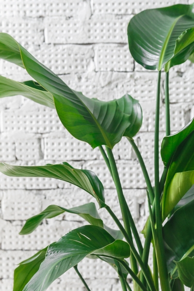 Стрелиция Николай 23/140 см Стрелиция Николай 23/140 см