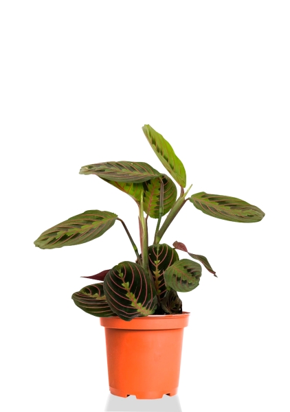 Маранта 12/30 см Маранта 12/30 см