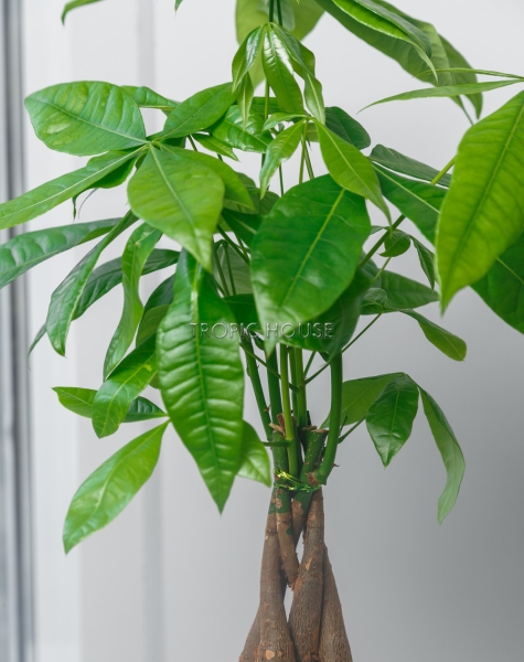 Пахира в CUBE COLOR 14 Пахира в CUBE COLOR 14