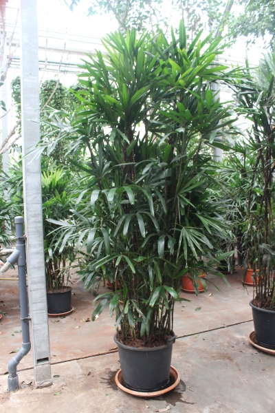 Рапис 30/130 см