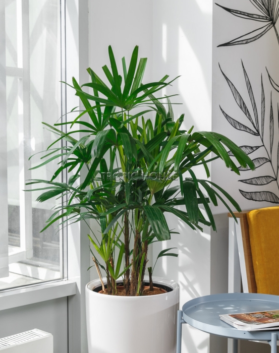 Рапис в RONDO 32