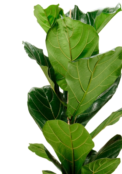 Фикус Лирата 1 ствол 21/90 см