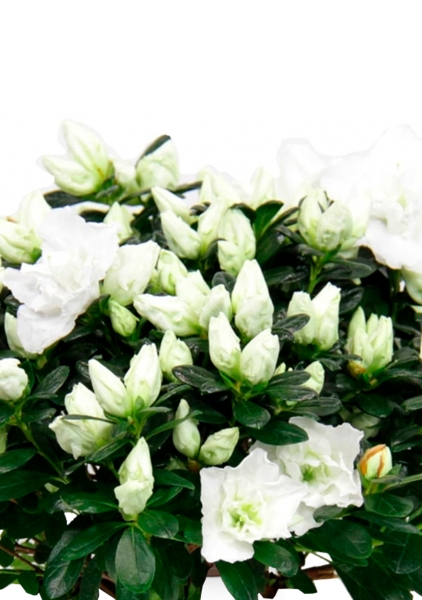 Азалия Фландрес белая в CLASSICO COLOR 21 Азалия Фландрес белая в CLASSICO COLOR 21