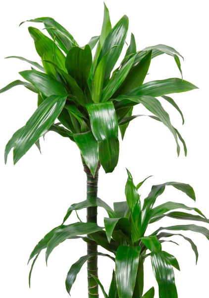 Драцена Джанет Крейг 3 ствола в CILINDRO COLOR 32