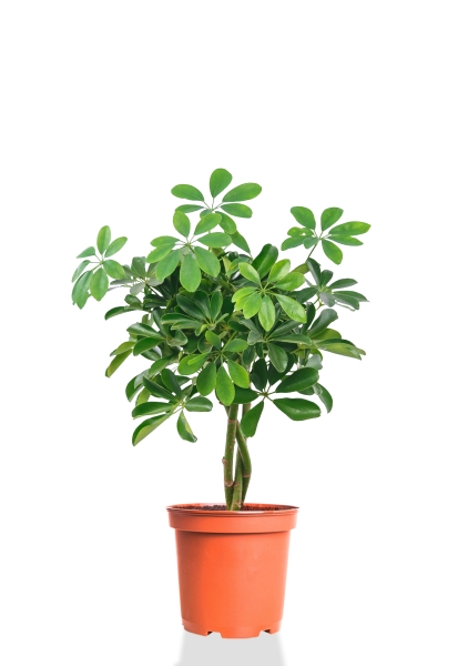 Шеффлера Компакта переплетенная 17/50 см