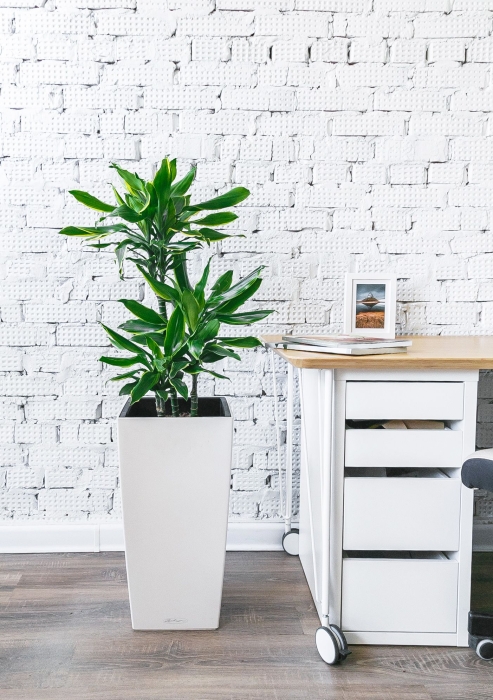 Драцена Голд Кост в CUBICO 30