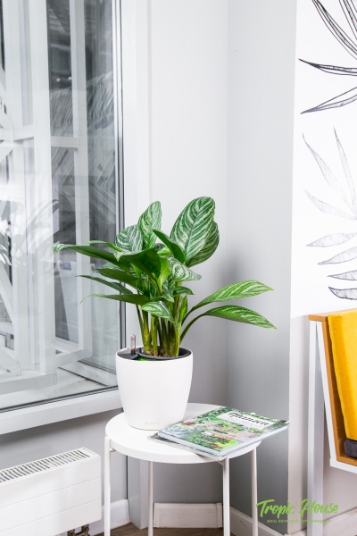 Аглаонема Страйп 17/60 см Аглаонема Страйп 17/60 см