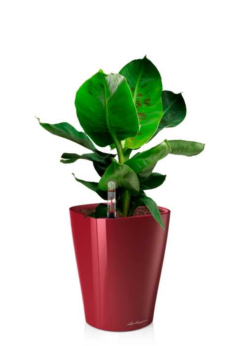 Банан 12/30 в DELTINI 14, ярко-красный блестящий