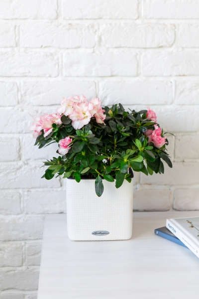 Азалия Фландрес розовая 14/30 см Азалия Фландрес розовая 14/30 см