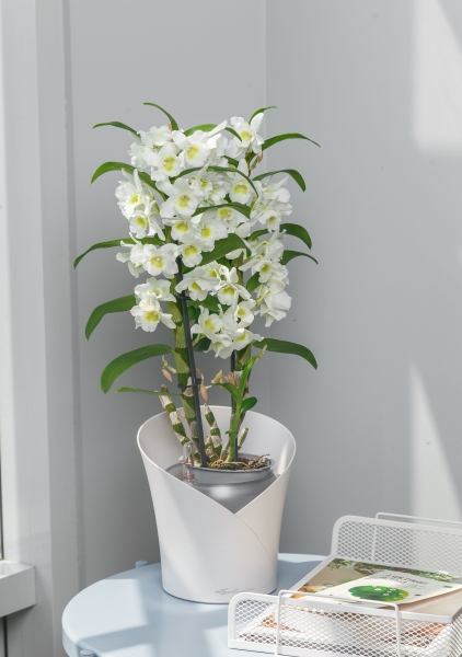 Орхидея Дендробиум белый в ORCHIDEA 18