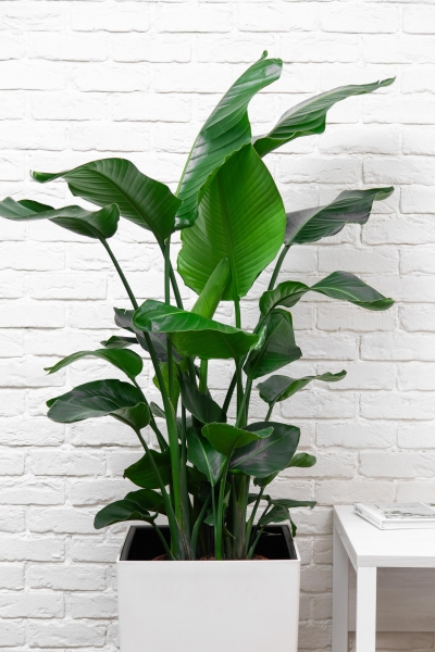 Стрелиция Николай 27/150 см в CUBICO COLOR 40