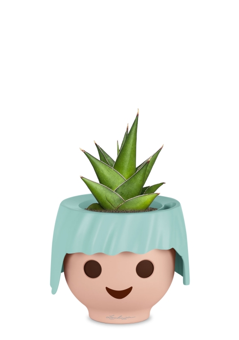 Сансевиерия Аббей Краун в OJO, голубой