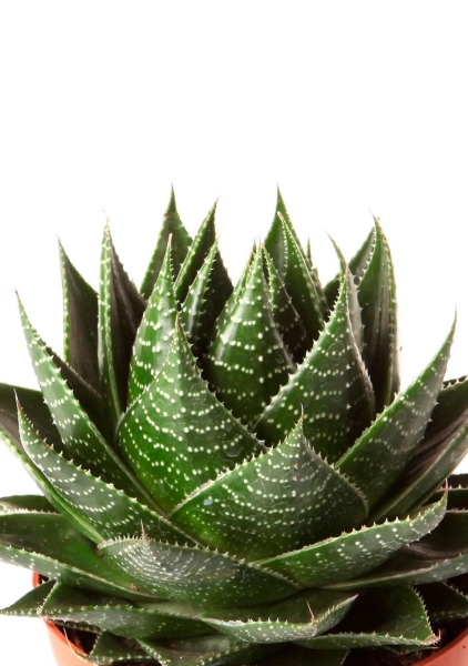 Алоэ Космо 10/20 см