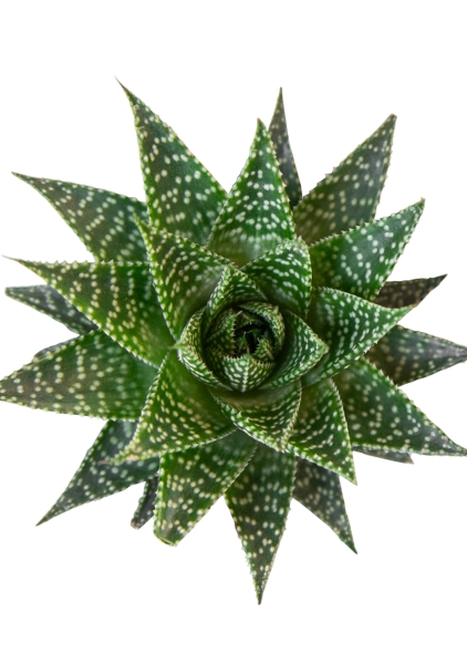 Алоэ Остистое 12/20 см Алоэ Остистое 12/20 см